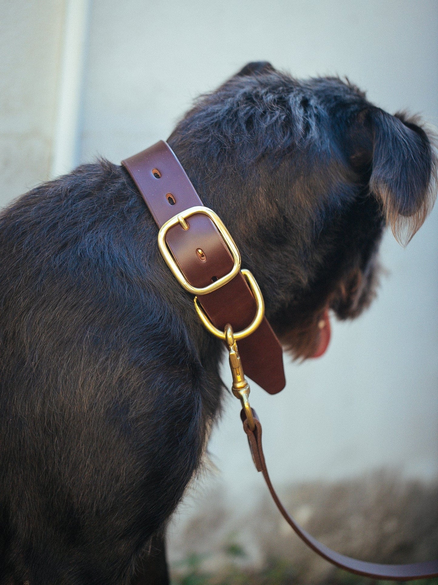 The Real McCaul Leathergoods Pet Collars & Harnesses Dog Collar & Leash Set - 38mm Wide - Cognac Australian Made Australian Owned Leather Dog Collar and Lead with Brass Fittings- Australian Made