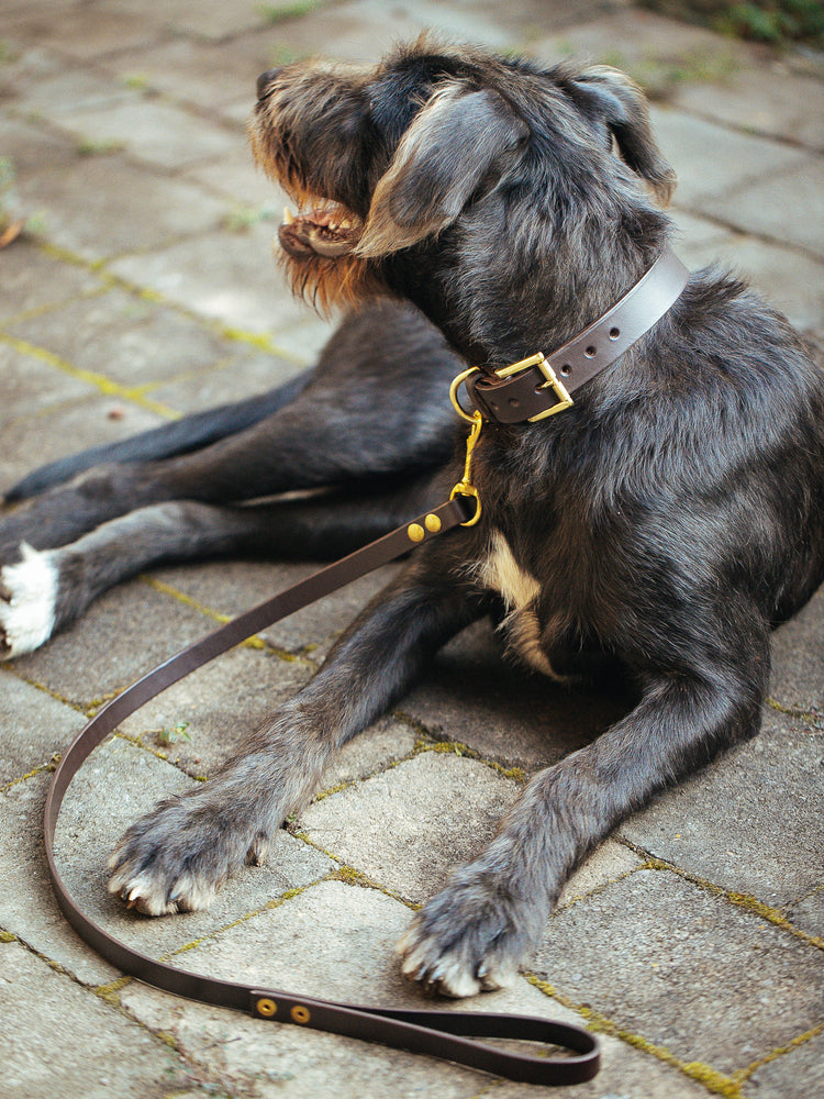 Dog Collar and Leash Sets