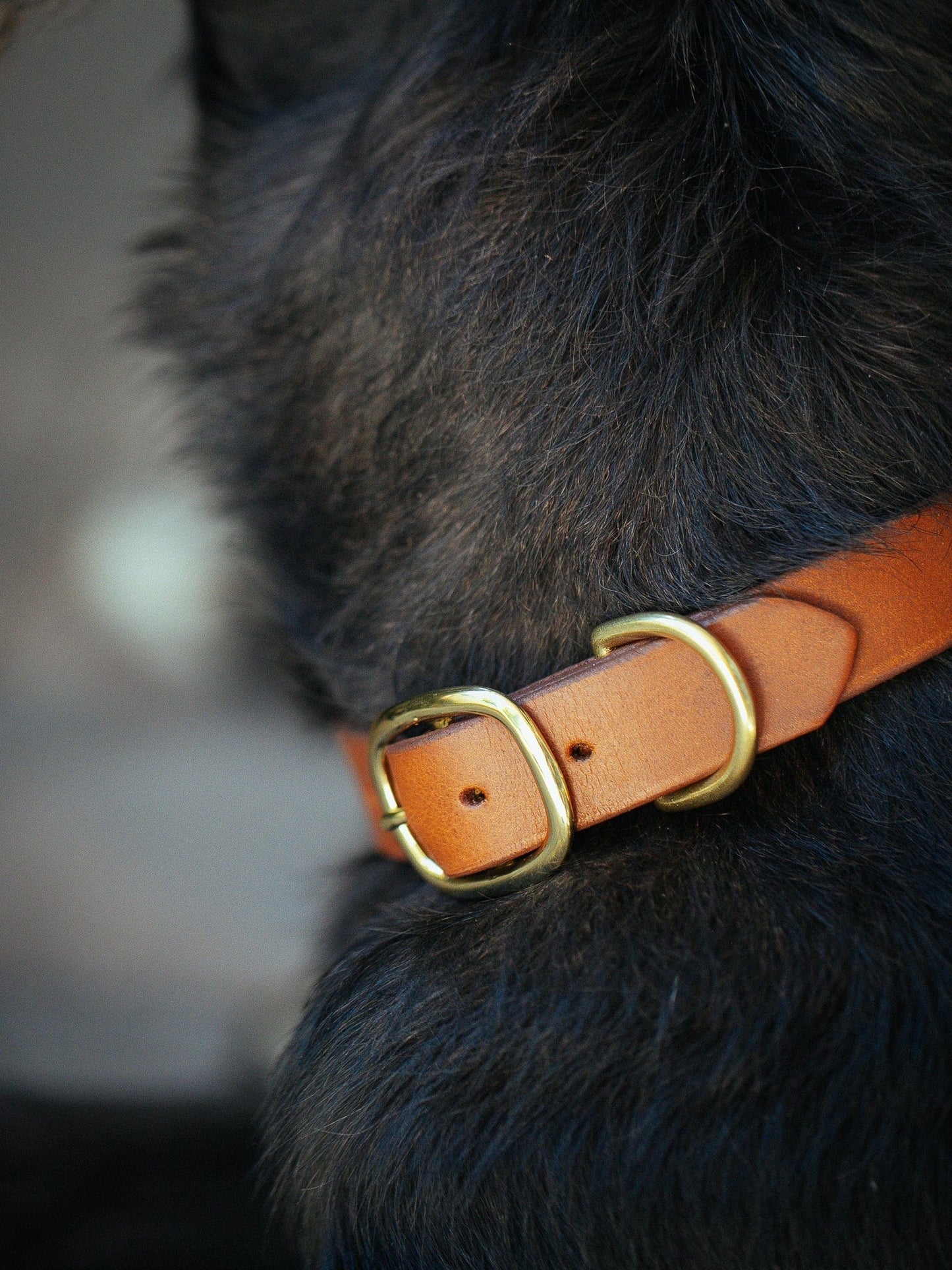 The Real McCaul Leathergoods Pet Collars & Harnesses Classic Dog Collar - 25mm - Tan Australian Made Australian Owned Leather Dog Collar with Brass Fittings- Australian Made