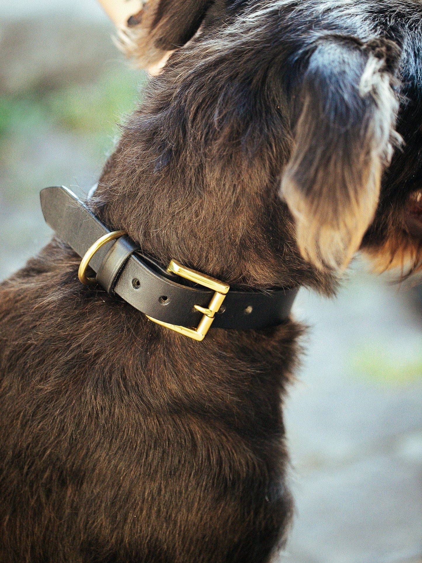 The Real McCaul Leathergoods Pet Collars & Harnesses Classic Dog Collar - 30mm - Black Australian Made Australian Owned Leather Dog Collar with Brass Fittings- Australian Made