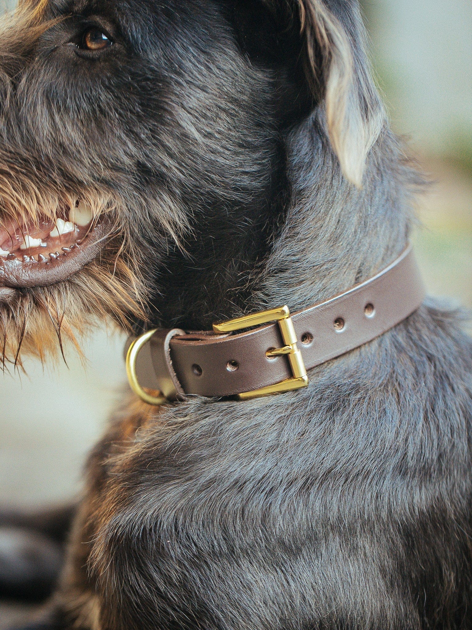 The Real McCaul Leathergoods Pet Collars & Harnesses Classic Dog Collar - 30mm - Dark Brown Australian Made Australian Owned Leather Dog Collar with Brass Fittings- Australian Made