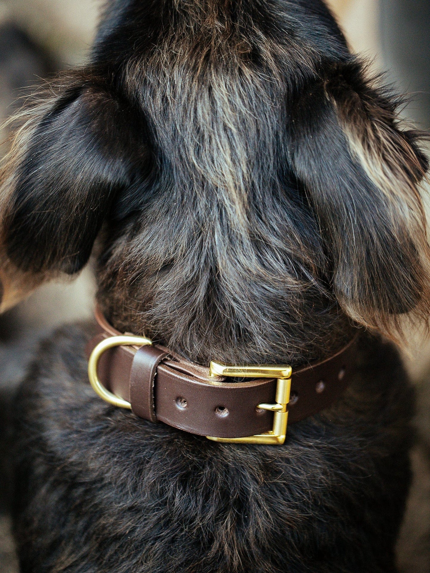 The Real McCaul Leathergoods Pet Collars & Harnesses Classic Dog Collar - 30mm - Dark Brown Australian Made Australian Owned Leather Dog Collar with Brass Fittings- Australian Made