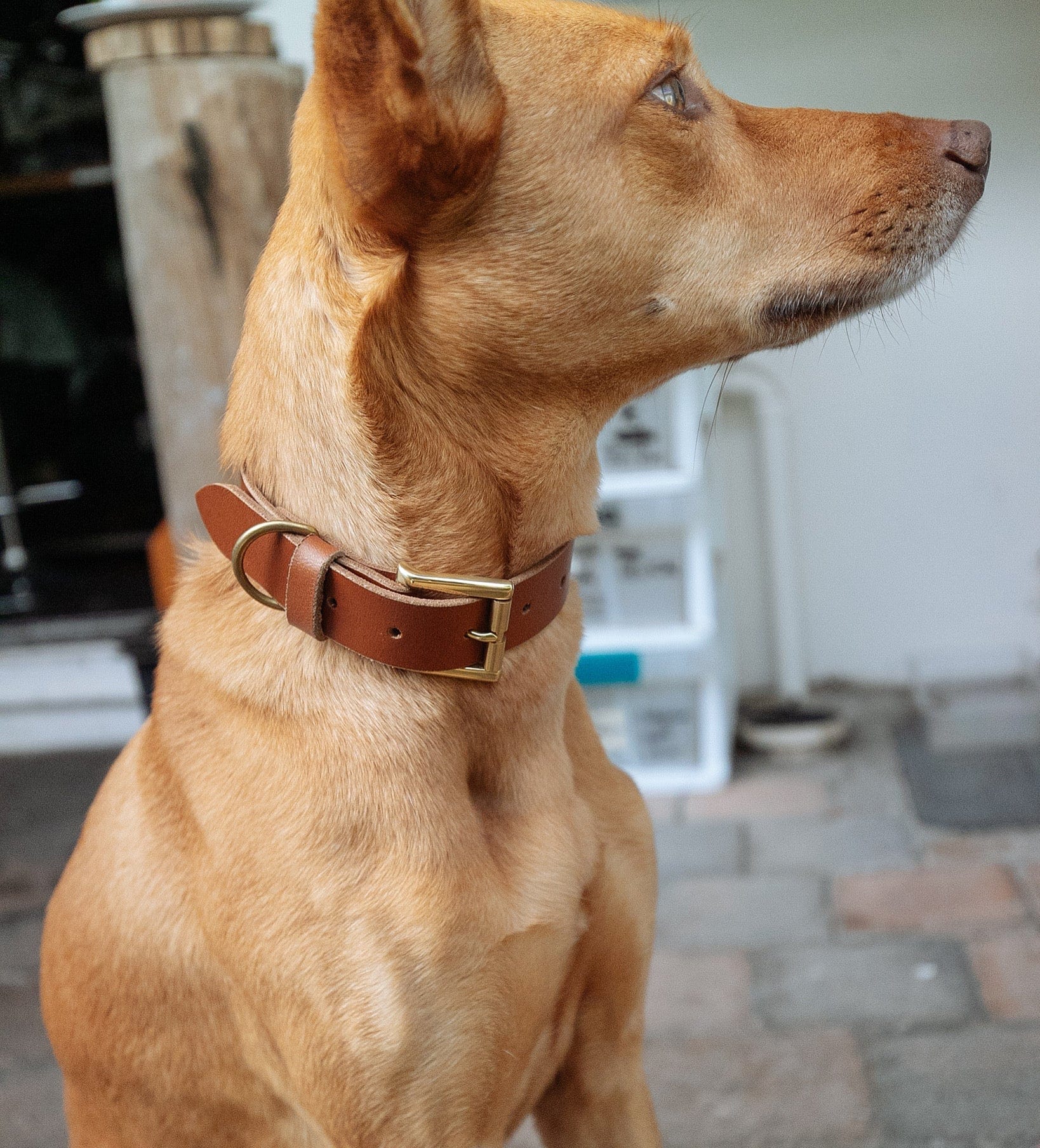 The Real McCaul Leathergoods Pet Collars & Harnesses Classic Dog Collar - 30mm - Tan Australian Made Australian Owned Leather Dog Collar with Brass Fittings- Australian Made