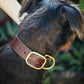 The Real McCaul Leathergoods Pet Collars & Harnesses Classic Dog Collar - 38mm - Cognac Australian Made Australian Owned Leather Dog Collar with Brass Fittings- Australian Made