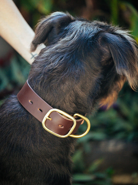 The Real McCaul Leathergoods Pet Collars & Harnesses Classic Dog Collar - 38mm - Cognac Australian Made Australian Owned Leather Dog Collar with Brass Fittings- Australian Made