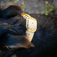 The Real McCaul Leathergoods Pet Collars & Harnesses Classic Dog Collar - 38mm - Natural Australian Made Australian Owned Leather Dog Collar with Brass Fittings- Australian Made