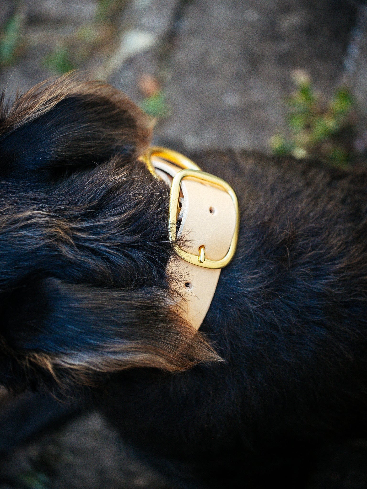 The Real McCaul Leathergoods Pet Collars & Harnesses Classic Dog Collar - 38mm - Natural Australian Made Australian Owned Leather Dog Collar with Brass Fittings- Australian Made