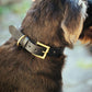 The Real McCaul Leathergoods Pet Collars & Harnesses Classic Studded Dog Collar - 30mm - Black Australian Made Australian Owned Leather Dog Collar with Brass Fittings- Australian Made