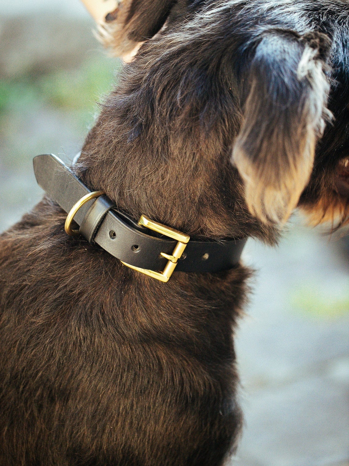 The Real McCaul Leathergoods Pet Collars & Harnesses Classic Studded Dog Collar - 30mm - Black Australian Made Australian Owned Leather Dog Collar with Brass Fittings- Australian Made