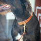The Real McCaul Leathergoods Pet Collars & Harnesses Dog Collar & Leash Set - 25mm Wide - Tan Australian Made Australian Owned Leather Dog Collar with Lead or Leash Made In Australia