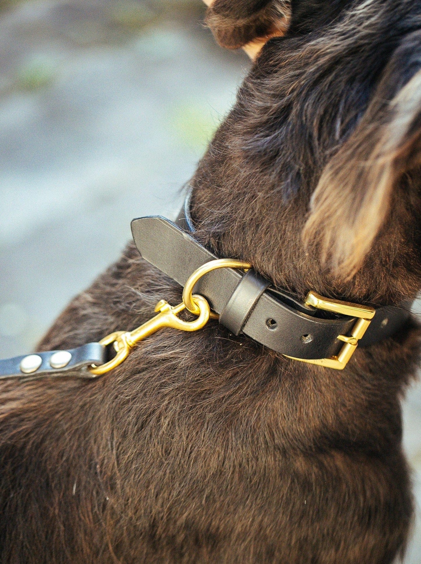 The Real McCaul Leathergoods Pet Collars & Harnesses Dog Collar & Leash Set - 30mm Wide - Black Australian Made Australian Owned Leather Dog Collar and Lead with Brass Fittings- Australian Made