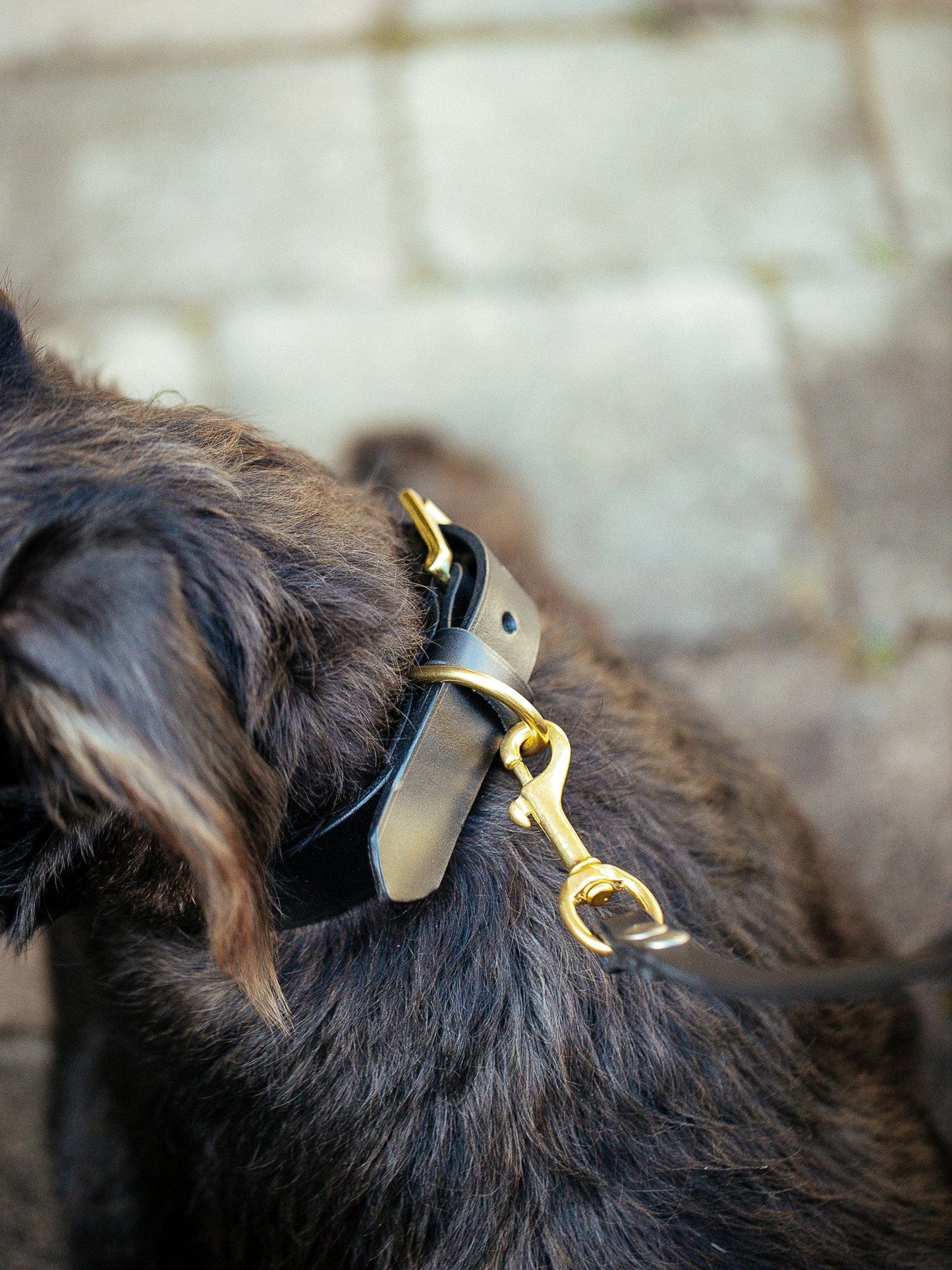 The Real McCaul Leathergoods Pet Collars & Harnesses Dog Collar & Leash Set - 30mm Wide - Black Australian Made Australian Owned Leather Dog Collar and Lead with Brass Fittings- Australian Made