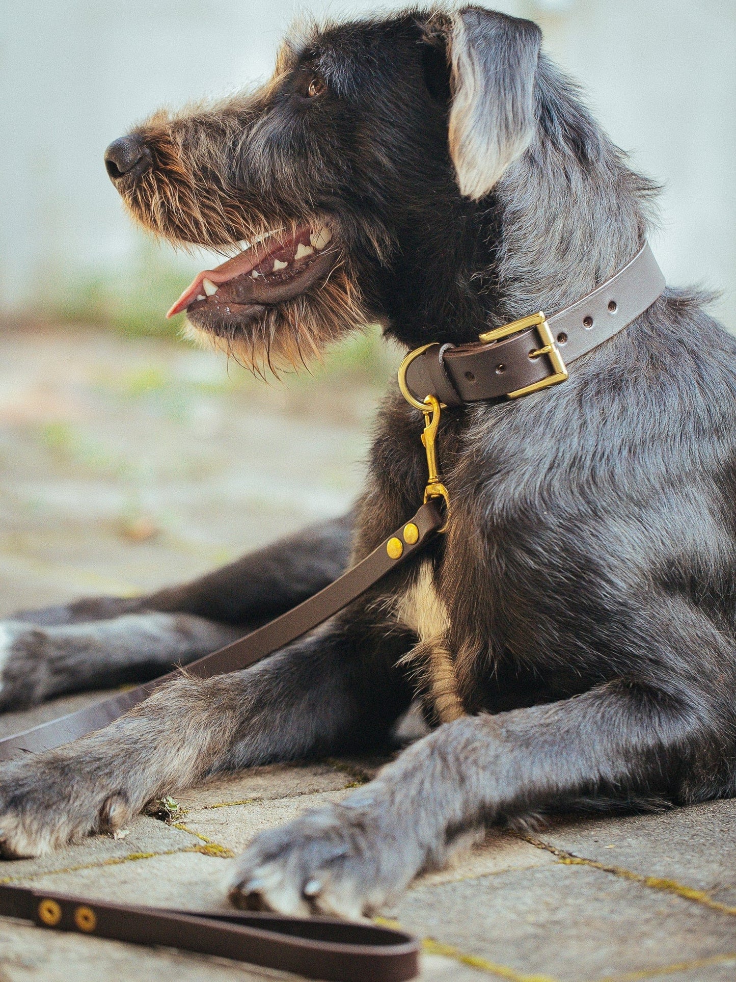 The Real McCaul Leathergoods Pet Collars & Harnesses Dog Collar & Leash Set - 30mm Wide - Dark Brown Australian Made Australian Owned Leather Dog Collar and Lead with Brass Fittings- Australian Made