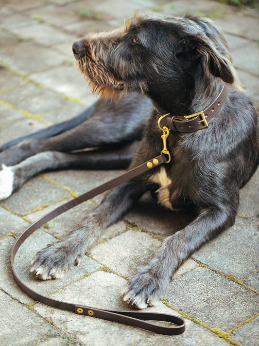 The Real McCaul Leathergoods Pet Collars & Harnesses Dog Collar & Leash Set - 30mm Wide - Dark Brown Australian Made Australian Owned Leather Dog Collar and Lead with Brass Fittings- Australian Made