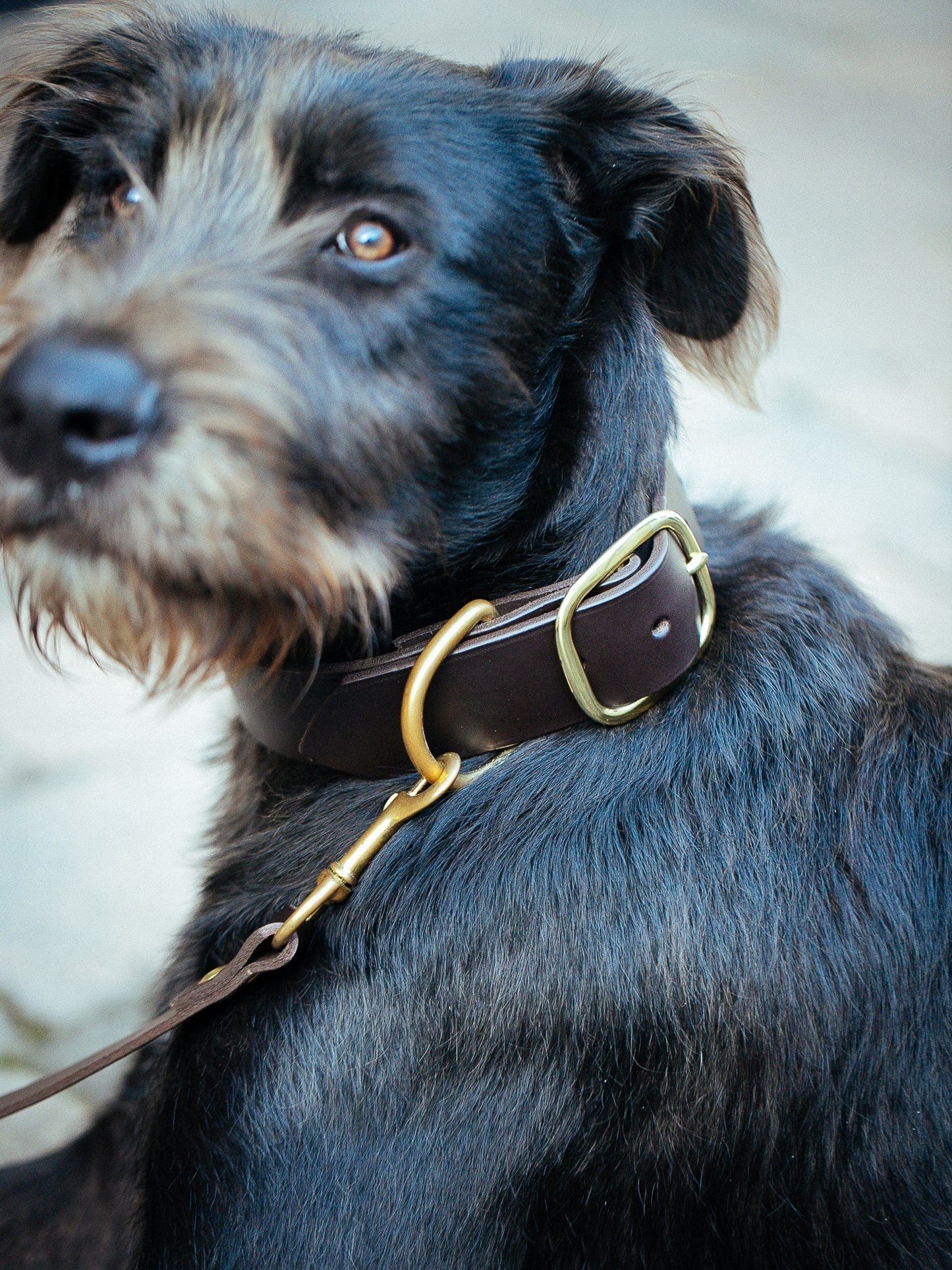The Real McCaul Leathergoods Pet Collars & Harnesses Dog Collar & Leash Set - 38mm Wide - Dark Brown Australian Made Australian Owned Leather Dog Collar and Lead with Brass Fittings- Australian Made