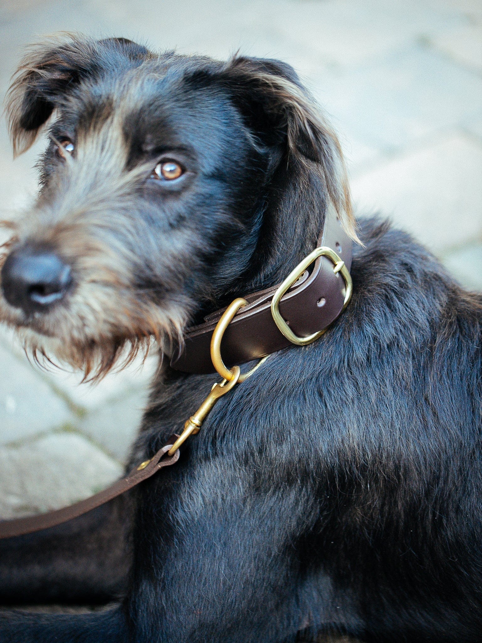 The Real McCaul Leathergoods Pet Collars & Harnesses Dog Collar & Leash Set - 38mm Wide - Dark Brown Australian Made Australian Owned Leather Dog Collar and Lead with Brass Fittings- Australian Made