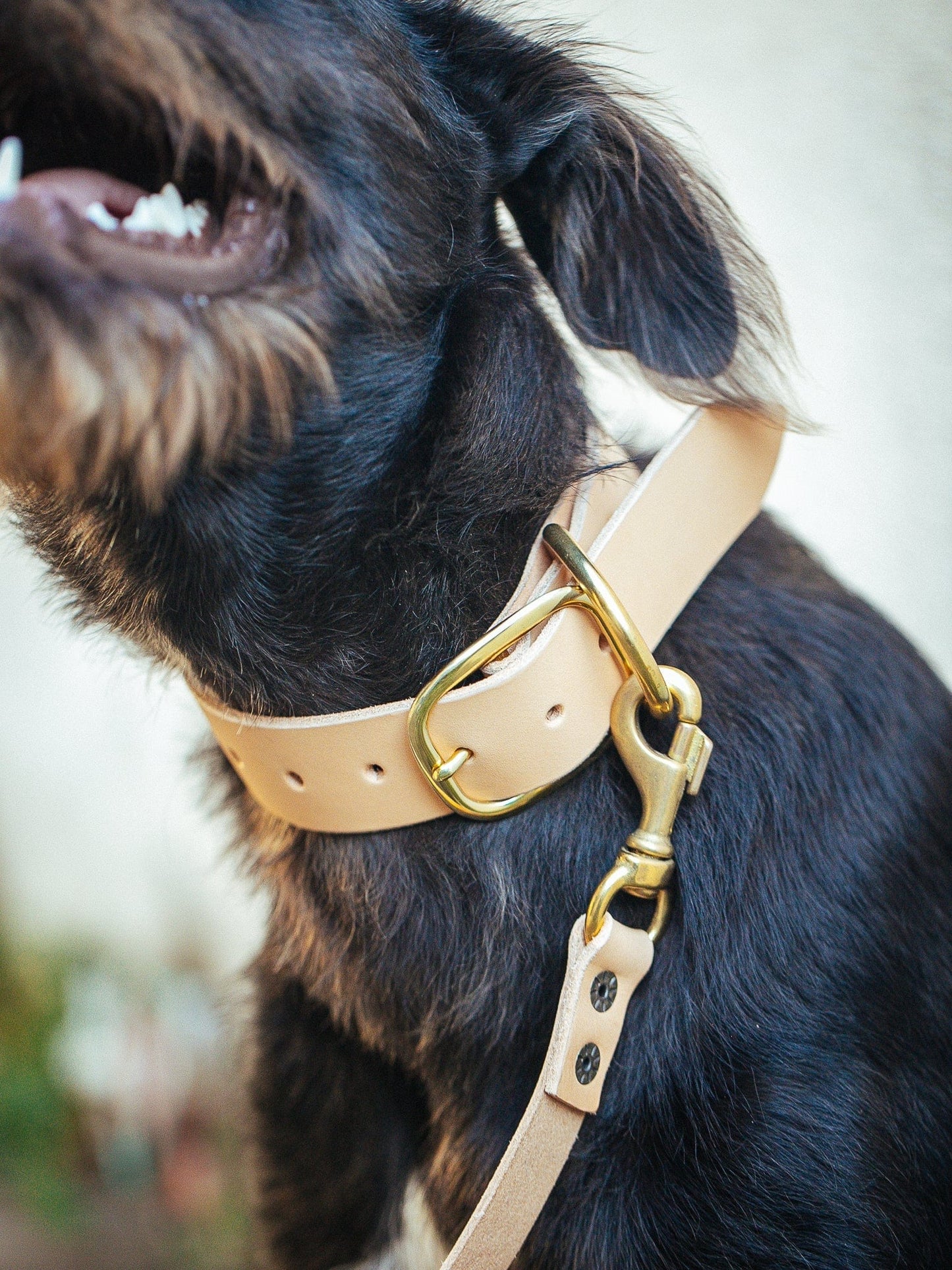 The Real McCaul Leathergoods Pet Collars & Harnesses Dog Collar & Leash Set - 38mm Wide - Natural Australian Made Australian Owned Leather Dog Collar and Lead with Brass Fittings- Australian Made